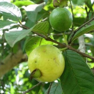 Cây ổi đông dư quả nhỏ rất thơm ra quả quanh năm ( ảnh thật hình cuối) .