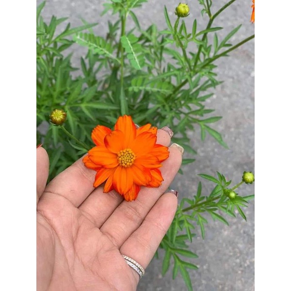 💥 200 hạt giống hoa cánh bướm vàng cam 💖SALE SOCK💖 chịu nhiệt tốt, hoa quanh năm💖