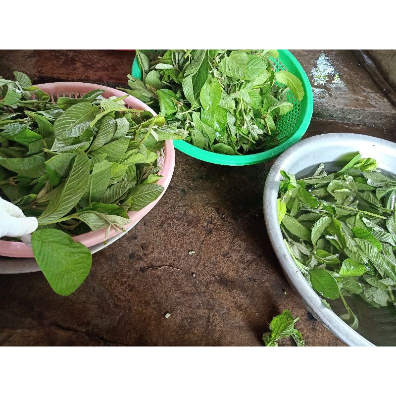 500gr Trà đọt ổi non cắt nhỏ LOẠI 1 xanh đẹp