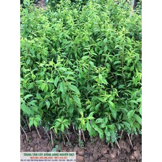 Cây Giống Mận Tam Hoa Chất Lượng Cao .