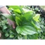 Lá lốt khô cao cấp JINDO 1kg