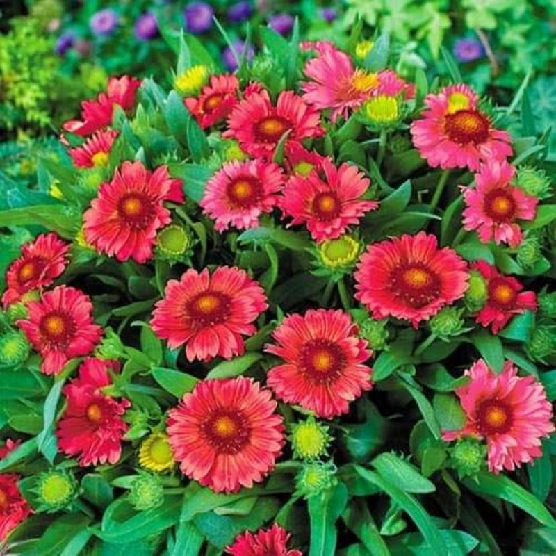 100 hạt giống hoa cúc công chúa 🤗💓 Siêu Xinh, hoa cực bền🌹🌹 lâu năm đẹp xuất sắc