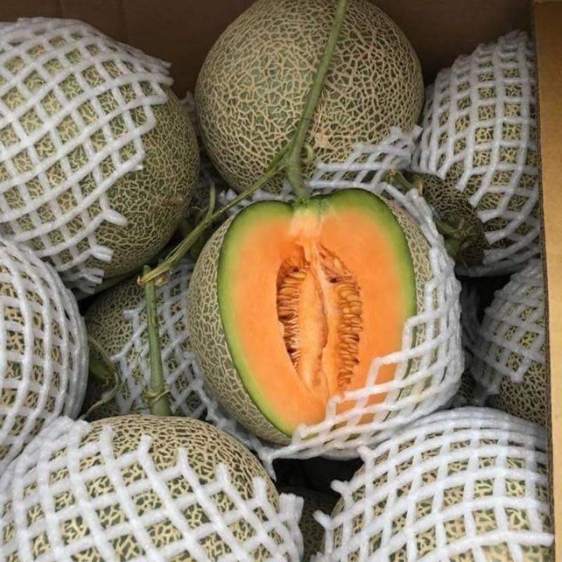 1gr hạt giống dưa lưới 🤗Cực Ngọt,  chất lượng cao