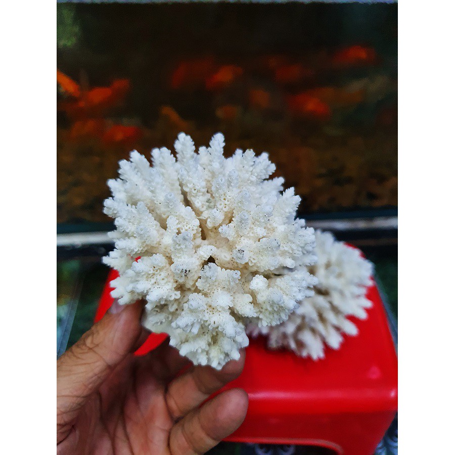 BỤI SAN HÔ BÔNG THẬT TRANG TRÍ HỒ CÁ NON BỘ 150g 200g