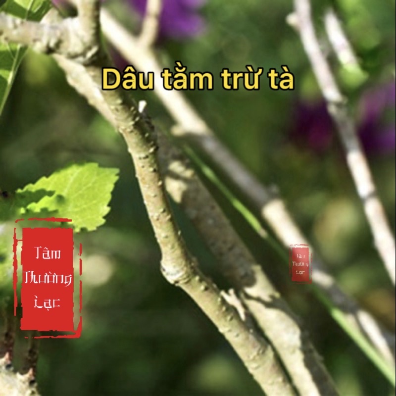 Bó cây dâu tằm và roi dâu tằm trừ tà | Shopee Việt Nam