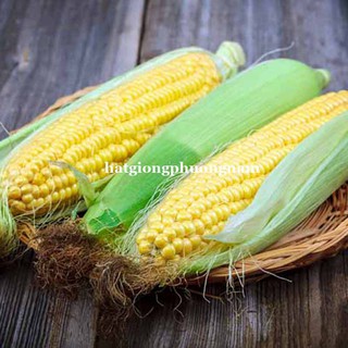10 Gram - Hạt Giống Bắp (Ngô) Mỹ Phương Nam