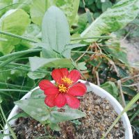 hoai_ninh98