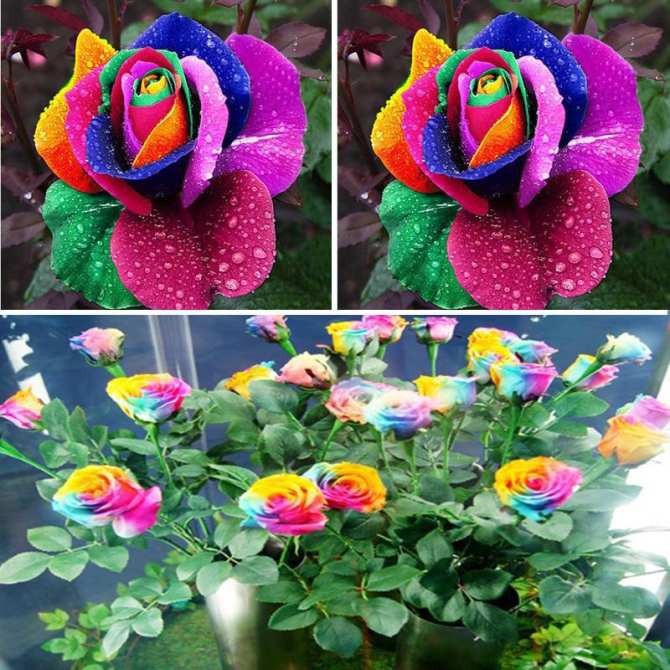 Bộ 2 gói hạt giống hoa hồng bảy màu