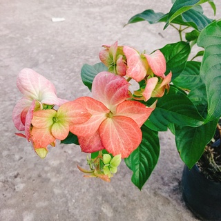 Cây Bướm Hồng - cây cảnh trong nhà