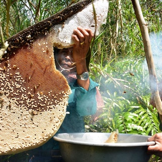 Mật Ong Rừng Già Tự Nhiên - Không Phải Ong Nuôi, Không Pha Tạp Chất