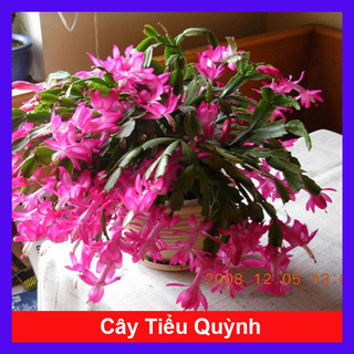 Hoa Càng Cua Giá Tốt Tháng 10, 2023 | Mua Ngay | Shopee Việt Nam