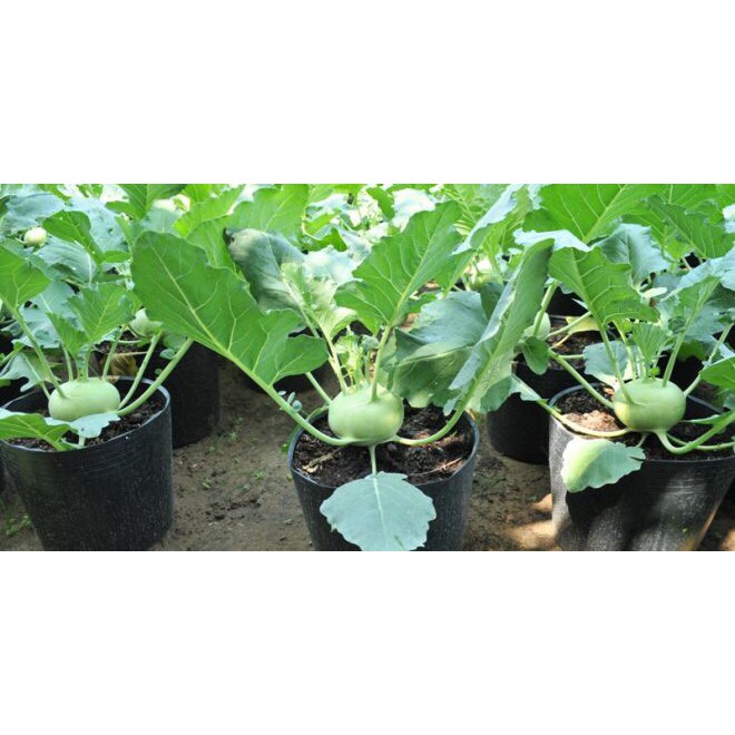 🌟Hạt Giống Xu Hào Xanh F1🌟Sinh trưởng Khỏe Củ To Gói 2gr