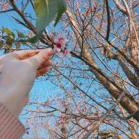 bongcaixanh_123
