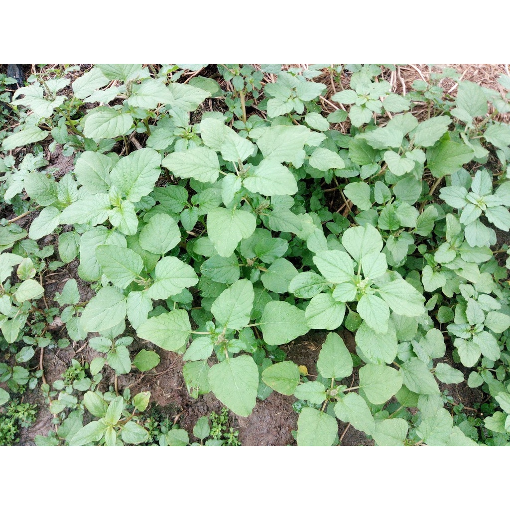 Hạt giống Rau dền cơm (Gói 10gram) | Shopee Việt Nam