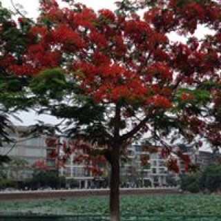 thanhbinh5558