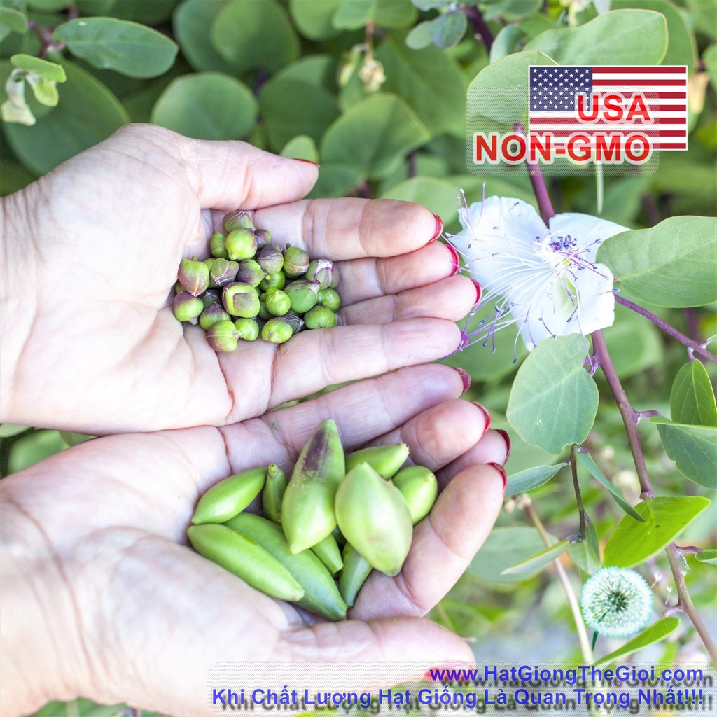 (hat hat) 5h Hạt Giống Nụ Bạch Hoa Caper - (Capparis spinosa inermis ...