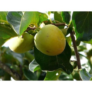 Cây Giống Hồng Nhân Hậu Quả Đỏ .