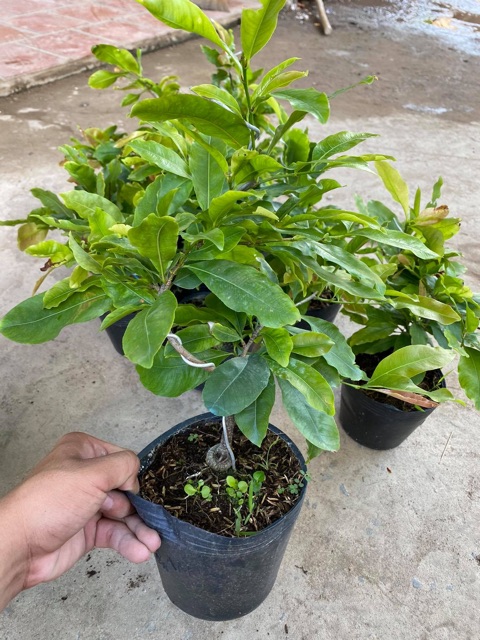Hoa mai dảo lá gai_cây ghép chuẩn