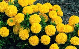 HẠT GIỐNG HOA VẠN THỌ MỸ - MIX MÀU