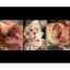 Dung dịch vệ sinh tai chó mèo - Dành cho chó mèo