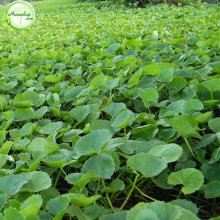 Hạt giống RAU MÁ- gói 2gam