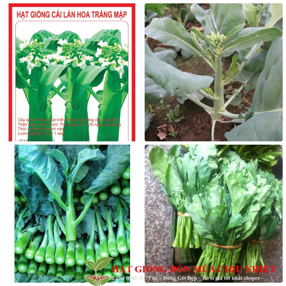 Hạt Giống Cải Rổ Siêu Ngon Ngọt Ăn Cả Cây (Brassica) | Shopee Việt Nam