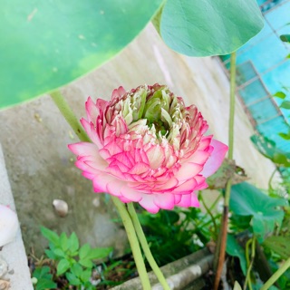 tdlinh1998