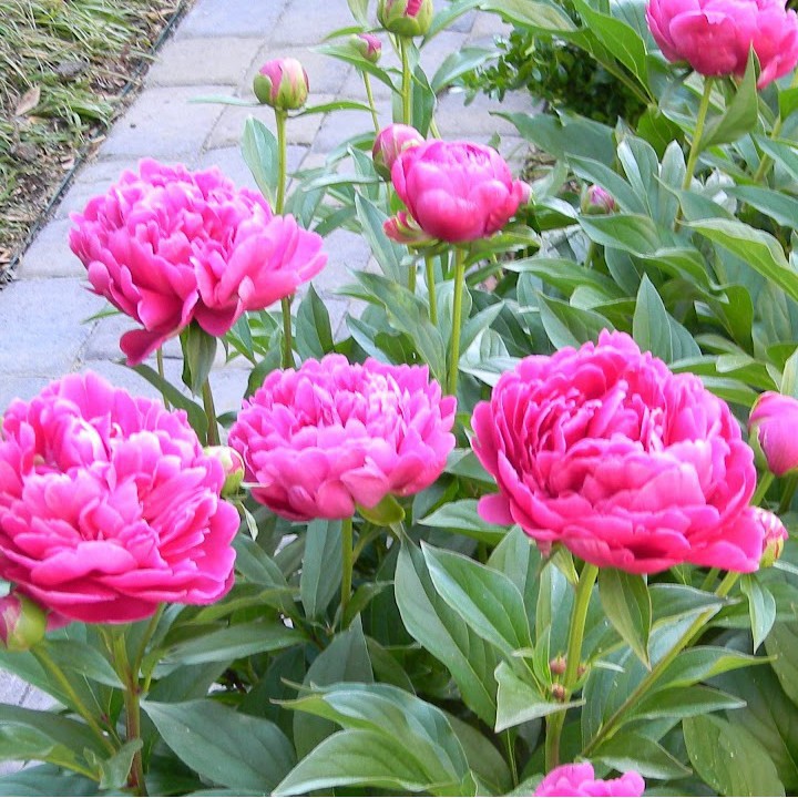 Hạt giống hoa mẫu đơn kép