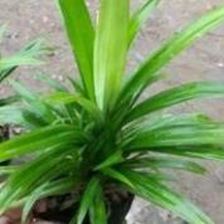 Cây lá dứa nếp thơm đồ xôi, nấu chè bầu 1 cây. .