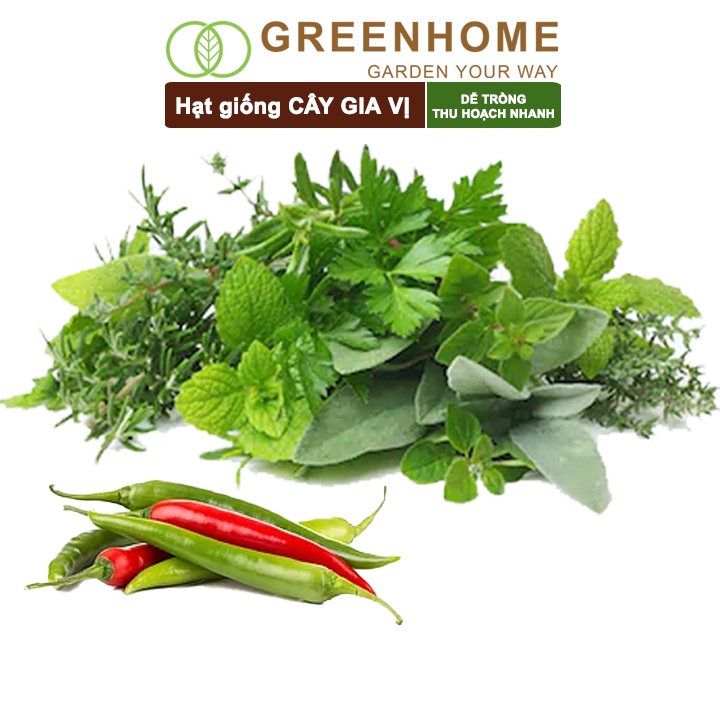 Hạt giống cây gia vị các loại Greenhome, trồng chậu, dễ trồng, chịu nhiệt, trồng quanh năm, năng suất cao