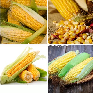 10 Gram - Hạt Giống Bắp (Ngô) Mỹ Phương Nam