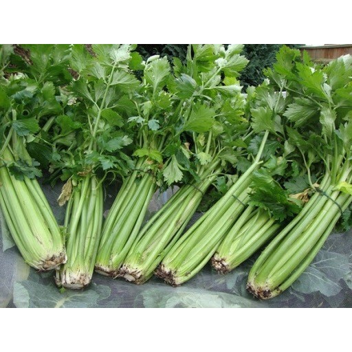 Hạt Giống Cần Tây Cao Sản F1❤️ Năng Suất Cao