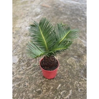 Chậu nhựa cứng Thiên Tuế Mini Để Bàn, Trang Trí Văn Phòng |Vườn Như Ngọc| - Đã bật hoả tốc