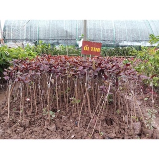 Cây ổi tím độc lạ cao 60-90 cm trồng làm cảnh (ảnh thật hình cuối) .