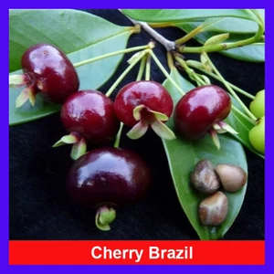Cây Cherry Brazil - cây ăn quả