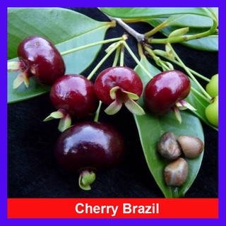 Cây Cherry Brazil - cây ăn quả