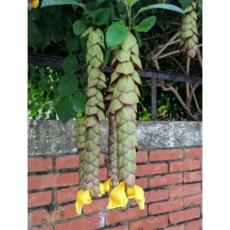 Cây Huyền Trân Công Chúa - cây cảnh đẹp
