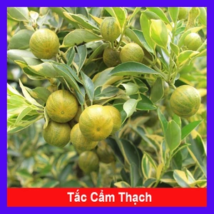 Cây Tắc Cẩm Thạch - cây cảnh để bàn