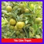 Cây Tắc Cẩm Thạch - cây cảnh để bàn