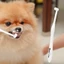 Bàn Chải Đánh Răng Chống Nứt Cho Thú Cưng