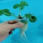 LAKAM 10 / 50 Chiếc Giỏ Trồng Cây Bán Chạy Khay Trồng Bể Cá