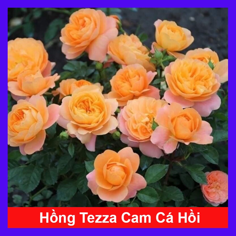 Chậu hoa hồng Tezza cam cá hồi, kích thước(35-50cm), cây có nụ hoa ...