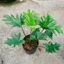 Trầu Bà Thanh Xuân - Cây cảnh trong nhà