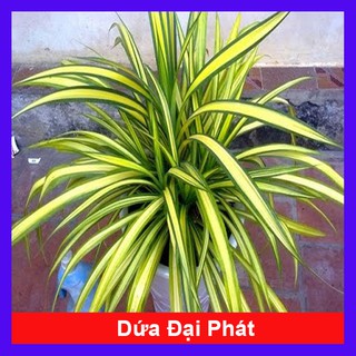 Cây Dứa Đại Phát - Dứa Sọc Vàng