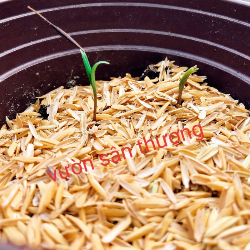 500g Trấu Trộn Đất Trồng Cây, Che Phủ Cây Con, Lót Chuồng, Chậu Trồng Cây, Tạo Độ Thông Thoáng