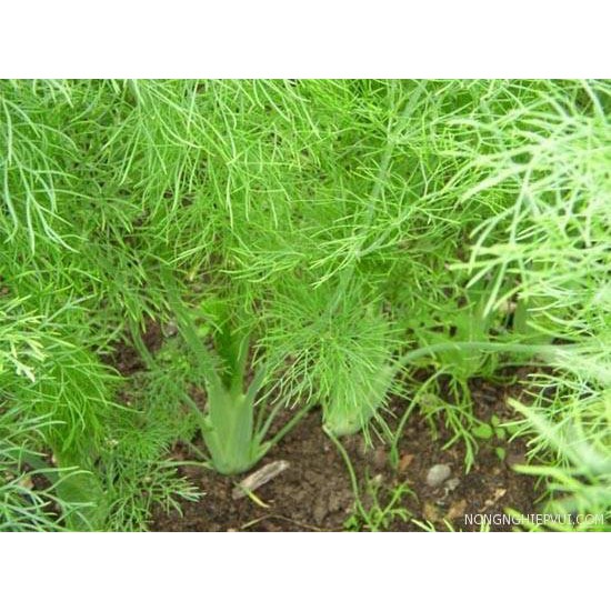 Hạt Giống Rau Gia Vị Thì Là Tứ Quý F1 [ NONG TRAI XANH ]