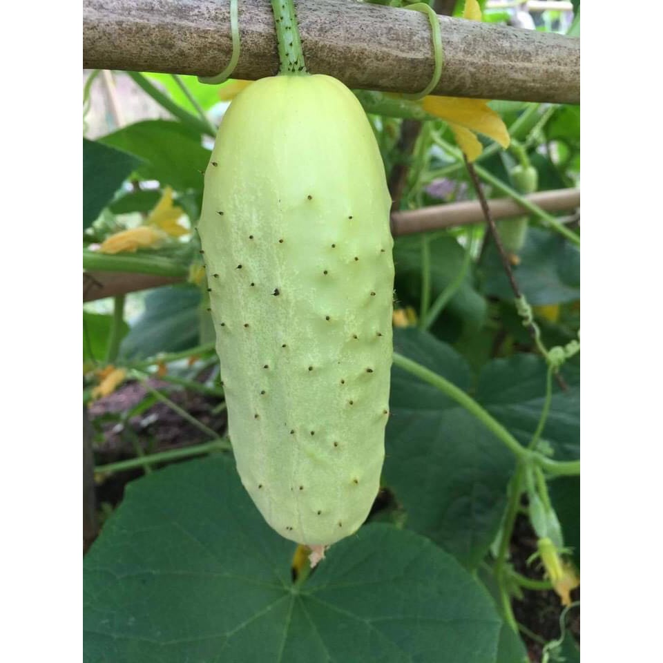 🌟Hạt Giống Dưa Chuột Trắng Có Gai Cực Kỳ Ngọt🌟 Năng Suất Cao