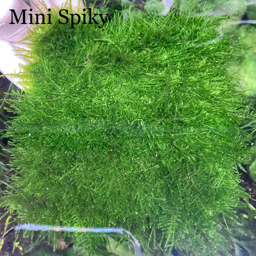 Cây thuỷ sinh Rêu Mini Taiwan cực đẹp trang trí bể cá, dán thành bể cá ...