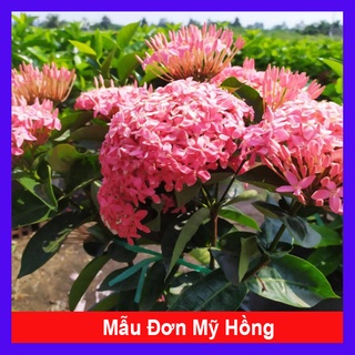 Cây Hoa Mẫu Đơn Mỹ Hồng - cây cảnh để bàn