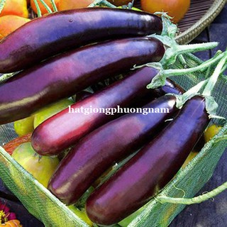 Hạt Giống Các Loại Cà Phương Nam